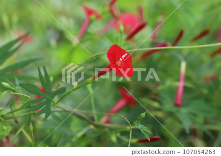Red flowers of Cypress vine blooming in the autumn garden 107054263