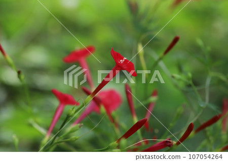 Red flowers of Cypress vine blooming in the autumn garden Red flowers of Cypress vine blooming in the autumn garden 107054264