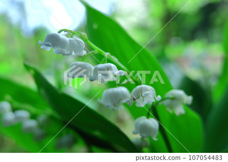 Flowers for good luck Flowers for good luck 107054483