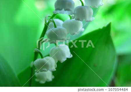 Flowers for good luck Flowers for good luck 107054484