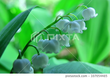 Flowers for good luck Flowers for good luck 107054485