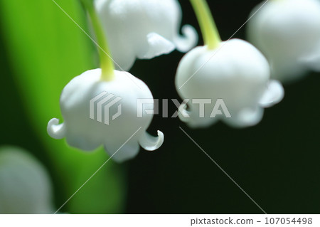 Flowers for good luck Flowers for good luck 107054498