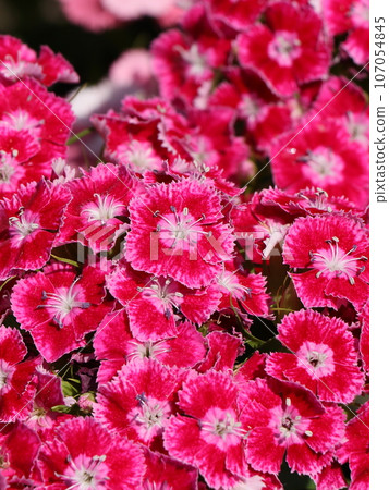 Beautiful dianthus flower 107054845