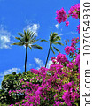 棕櫚樹和鮮花 107054930