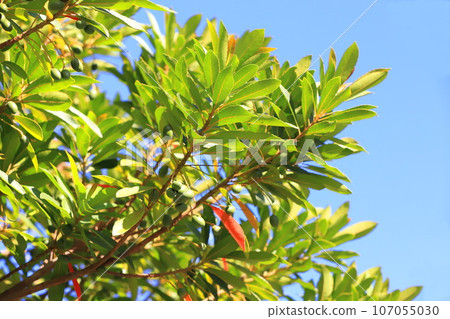 Holt tree with fruit and some autumn leaves 107055030