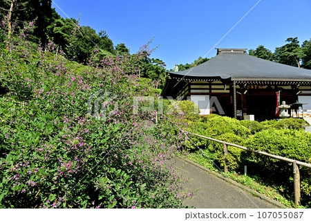 Japanese clover flowers at the Gomado Hall of Shiofune Kannonji Temple in Ome City 107055087