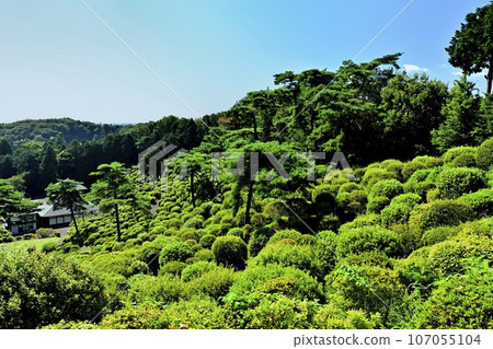 Green azalea garden at Shiofune Kannonji Temple in Ome City Green azalea garden at Shiofune Kannonji Temple in Ome City 107055104