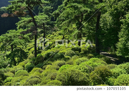 Green azalea garden at Shiofune Kannonji Temple in Ome City Green azalea garden at Shiofune Kannonji Temple in Ome City 107055105
