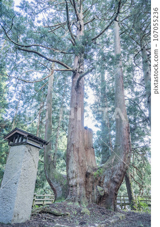 Shogun Cedar in Aga Town, Niigata 107055236