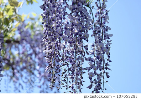 Beautifully hangs down 107055285