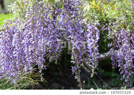 掛得很漂亮 掛得很漂亮 107055320