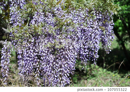 掛得很漂亮 107055322