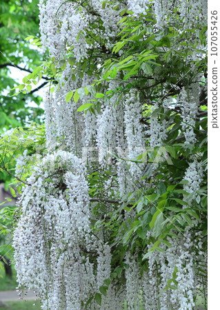 掛得很漂亮 掛得很漂亮 107055426