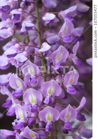 掛得很漂亮 掛得很漂亮 107055477