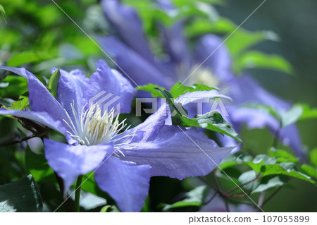 藤蔓女王 藤蔓女王 107055899