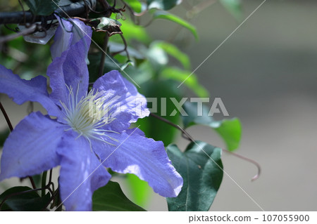 藤蔓女王 藤蔓女王 107055900