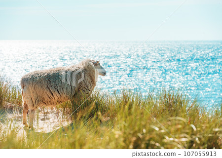 Summer scenery on Sylt island with sheep on the marram grass dunes Summer scenery on Sylt island with sheep on the marram grass dunes 107055913