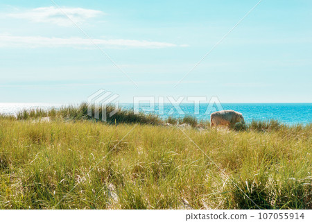 Sylt island landscape with marram grass dunes and horizon over the sea 107055914