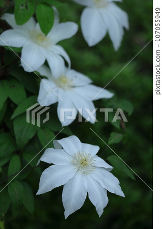 藤蔓女王 107055949