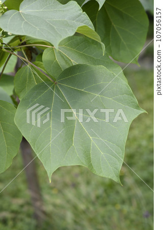 Yellow catalpa Yellow catalpa 107056157
