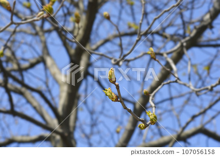 Red horse chestnut Red horse chestnut 107056158
