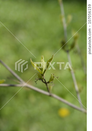Purple Beautyberry Purple Beautyberry 107056159