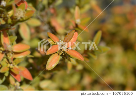 Common box Common box 107056160