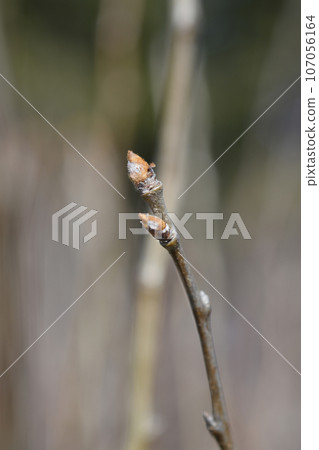 Pear tree Abate Fetel 107056164