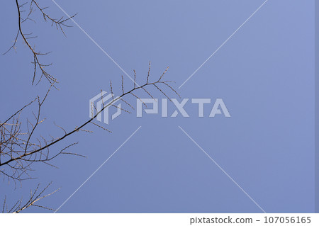 European nettle tree 107056165