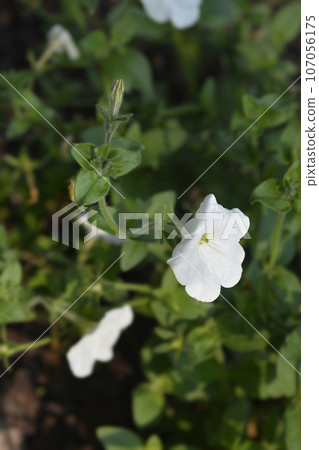 Large white petunia Large white petunia 107056175