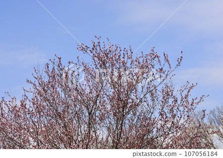 Purple-leaved Plum 107056184