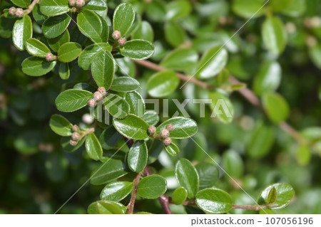 Bearberry cotoneaster Bearberry cotoneaster 107056196