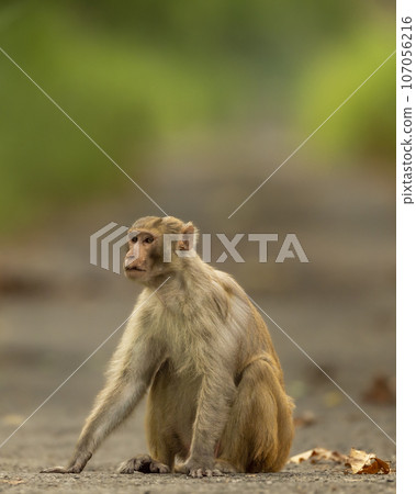 Rhesus macaque or Macaca mulatta monkey with expression blocking road or track at chuka ecotourism safari or pilibhit national park terai forest reserve uttar pradesh india asia Rhesus macaque or Macaca mulatta monkey with expression blocking road or track at chuka ecotourism safari or pilibhit national park terai forest reserve uttar pradesh india asia 107056216