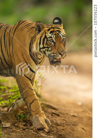 wild royal bengal male tiger or panthera tigris closeup coming on forest track or road in natural green background at ranthambore national park reserve sawai madhopur rajasthan india asia wild royal bengal male tiger or panthera tigris closeup coming on forest track or road in natural green background at ranthambore national park reserve sawai madhopur rajasthan india asia 107056223