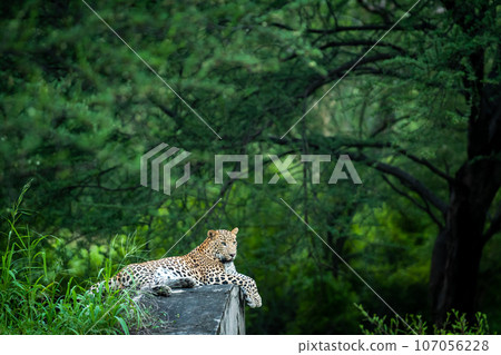 wild male leopard or panther or panthera pardus fusca on anicut cement wall with eye contact in natural monsoon green background in safari at jhalana forest leopard reserve jaipur rajasthan india wild male leopard or panther or panthera pardus fusca on anicut cement wall with eye contact in natural monsoon green background in safari at jhalana forest leopard reserve jaipur rajasthan india 107056228