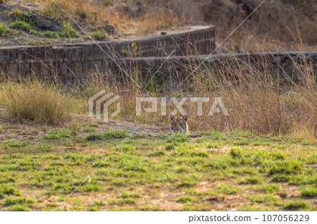wild shy and elusive female bengal tiger or panthera tigris peekaboo moment face visible in summer season wildlife safari at bandhavgarh national park forest reserve madhya pradesh india asia 107056229
