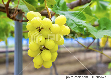Ripe Shine 馬斯喀特葡萄採收 宮城縣仙台市 107056240