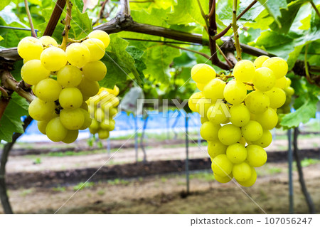 Ripe Shine Muscat Grape Picking Sendai City, Miyagi Prefecture 107056247