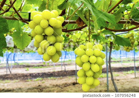 Ripe Shine Muscat Grape Picking Sendai City, Miyagi Prefecture 107056248