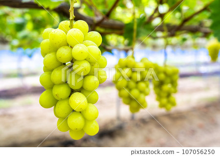 Ripe Shine Muscat Grape Picking Sendai City, Miyagi Prefecture Ripe Shine Muscat Grape Picking Sendai City, Miyagi Prefecture 107056250