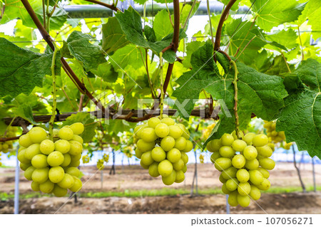 Ripe Shine Muscat Grape Picking Sendai City, Miyagi Prefecture Ripe Shine Muscat Grape Picking Sendai City, Miyagi Prefecture 107056271