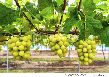 Ripe Shine 馬斯喀特葡萄採收 宮城縣仙台市 107056272