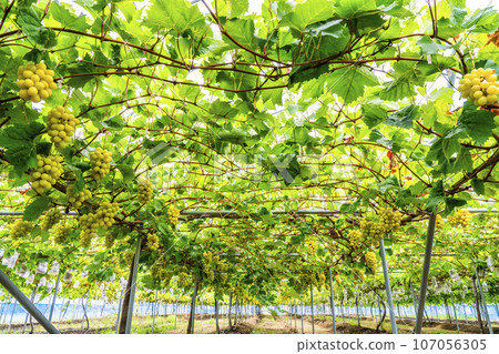 Ripe Shine Muscat Grape Picking Sendai City, Miyagi Prefecture Ripe Shine Muscat Grape Picking Sendai City, Miyagi Prefecture 107056305