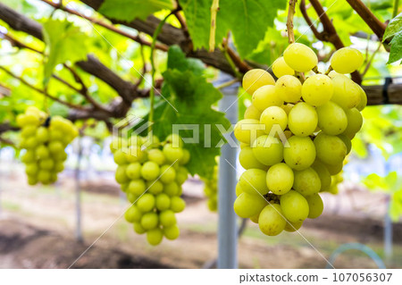 Ripe Shine Muscat Grape Picking Sendai City, Miyagi Prefecture Ripe Shine Muscat Grape Picking Sendai City, Miyagi Prefecture 107056307