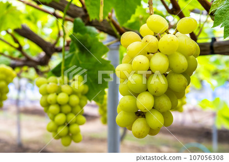 Ripe Shine Muscat Grape Picking Sendai City, Miyagi Prefecture Ripe Shine Muscat Grape Picking Sendai City, Miyagi Prefecture 107056308