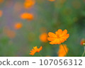 Healing Kibana Cosmos 107056312