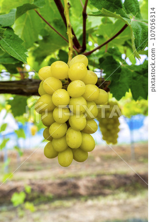 Ripe Shine Muscat Grape Picking Sendai City, Miyagi Prefecture 107056314