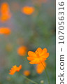 Healing Kibana Cosmos 107056316