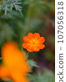Healing Kibana Cosmos 107056318