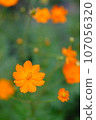 Healing Kibana Cosmos 107056320